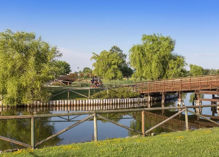 Mimose Lido Altanea *